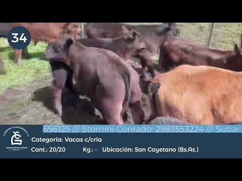 Lote VC C/ Cría - San Cayetano Bs As