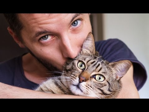 Sad Cats meet their owners after long time!
