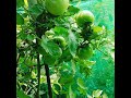 terrace garden our nursery /🍅