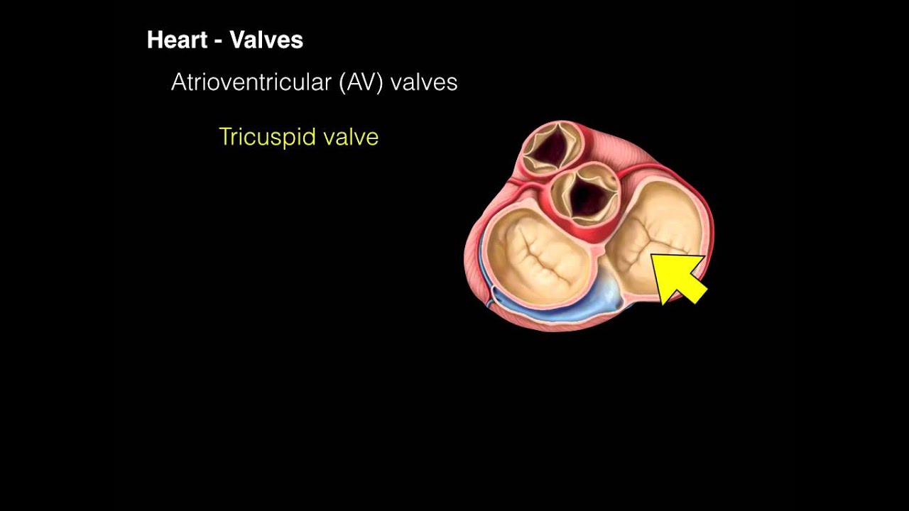 What is the function of the bicuspid valve? Tipseri