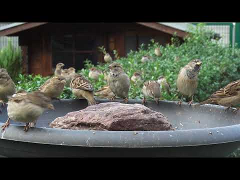 Spatzenfütterung im Garten