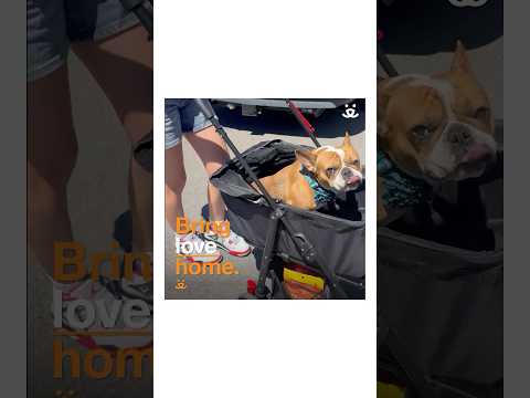 Birdie the dog from arrival to time spent with her new family