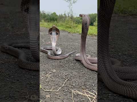 MOST VENOMOUS SNAKE 🐍 #snakevideo #shorts #ytshorts #youtubeshorts #trending #reels #viralshorts