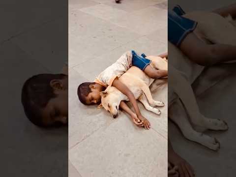 ඒ දෙන්නට හොදටම නින්ද ගිහින් 😢❤️ #doglove #dog #puppy #lovlydog #cutedog #viral #fyp #tranding