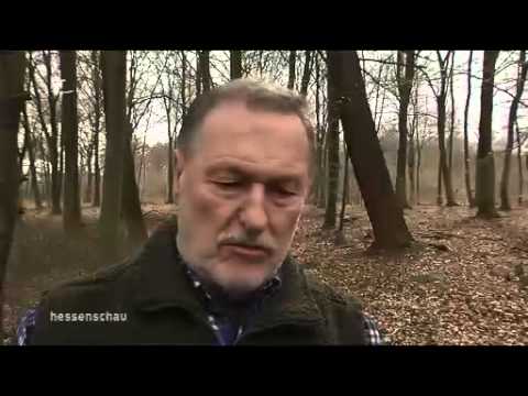 Bannwald darf gerodet werden - Sehring AG - Terminal 3 - Hessenschau vom 21.02.2014