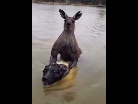 จิงโจ้ 🦘 ขี่หมา 🐕 ข้ามน้ำ เจอคนตบสะเลย บอกไม่ให้ถ่ายไง ไม่อนุญาติ Ep.1