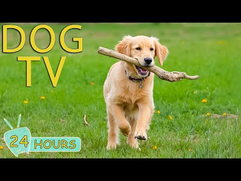 DOG TV: Videos Calming & Entertain for Dogs Left Home Alone All Day - Best Relax Music for Dogs