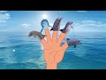 Finger Family Dolphin Family Nursery Rhyme Sea Animal Finger Family Daddy Finger Song