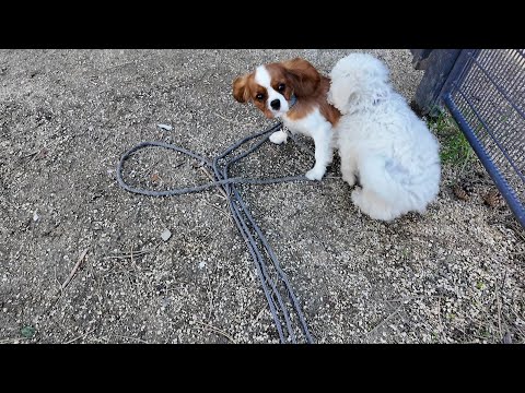 Vanilla, the Cavalier King Charles puppy. A day with her human mon, training, playing and napping