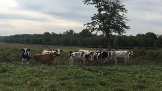 Dairy farm in Cecil County, Maryland