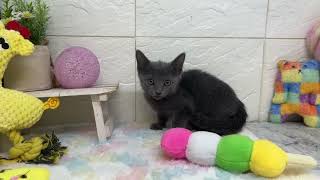 ロシアンブルーの動画01