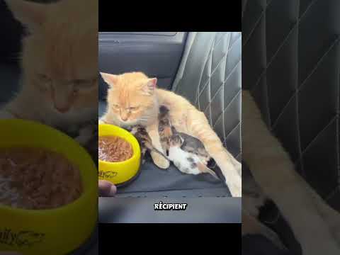 Cette maman chat a tout fait pour sauver ses petits. ❤️🐱