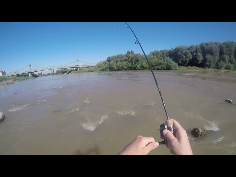 Spinning la clean / Chub fishing - Râul Mures