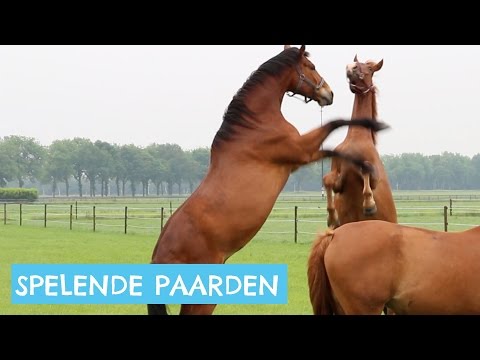 , title : 'Paarden die in de wei spelen'