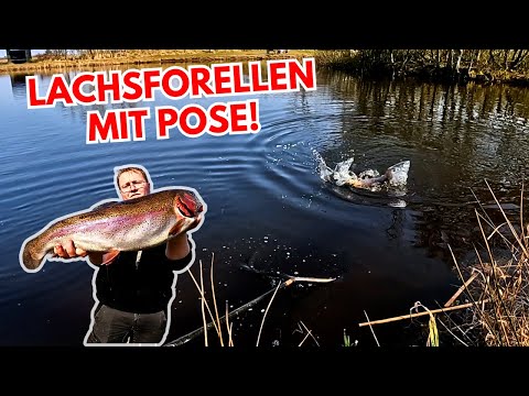 Catching salmon trout at Hemmet Fiskeø 🎣 | Successful with float and trout dough! #troutfishing #tfg