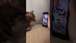 You Love It 😍 Cat shaking head with Music #DoGs&CaTs #shorts #viral