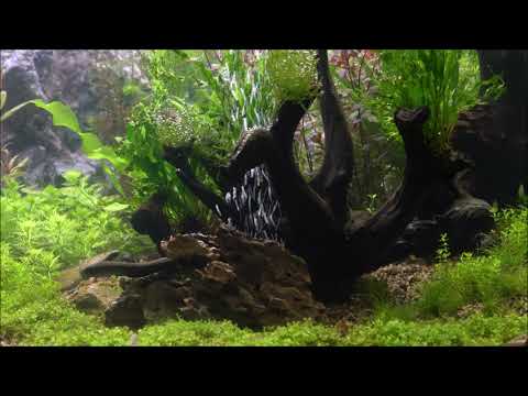 Filterloses Aquarium Teil 5  (Bernstadtbilder)