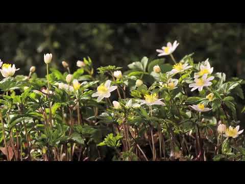 Flowers Dancing by Sabeen Saleem