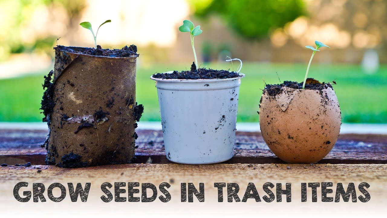 Grow Seeds in These 5 Trash Items