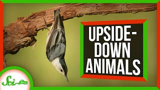 6 Animals That Thrive Upside-Down