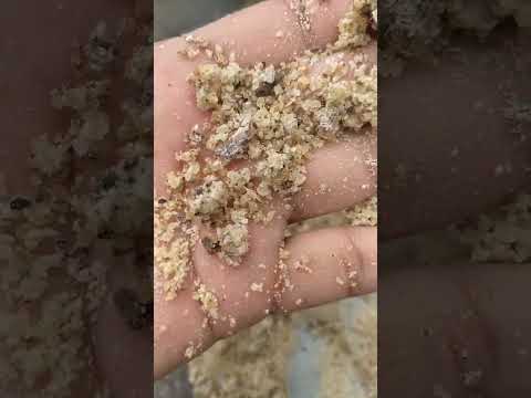 Boswellia Serrata Extract Powder, Packaging Size: 25 Kg