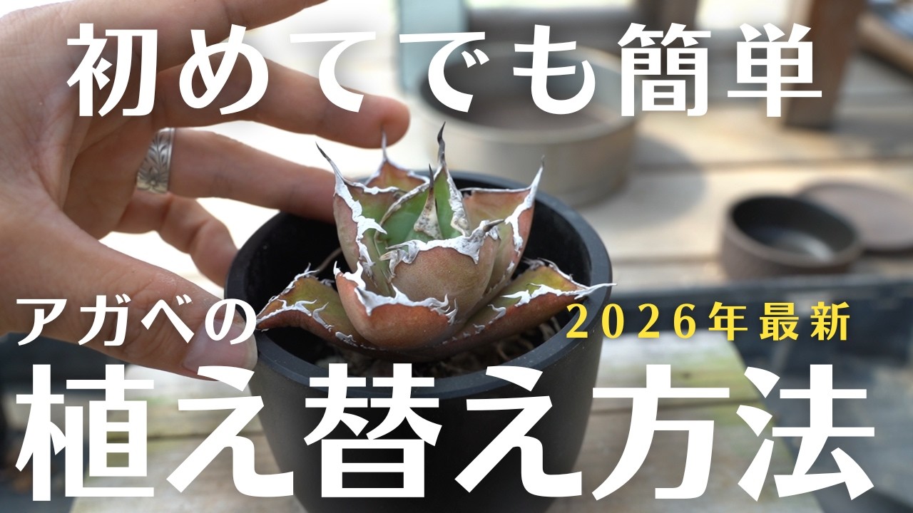 【失敗しないアガベの植え替え方法】初心者こそ“必ず”知ってから植え替えすべきワケ。