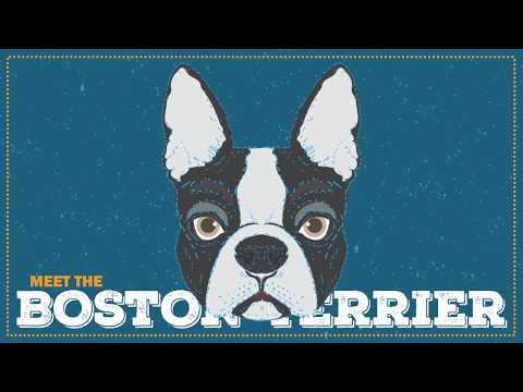 Boston Terrier | CKC Breed Facts & Profile