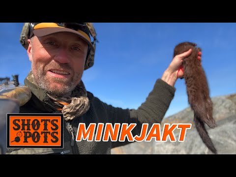 MINKJAKT - Lubbe jagar mink i Stockholms skärgård