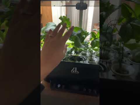 DAY 23 of growing in AFFLAT hydroponic system