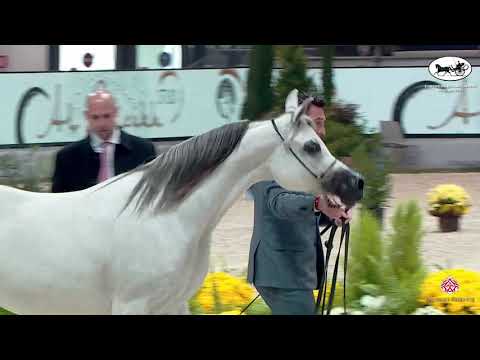 N 38 OBAYANA K A    European Championship 2021   VERONA   Mares 7 9 Years Old Class 7