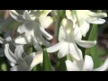 Sing In The Spring