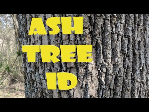 Ash Tree Identification Simplified