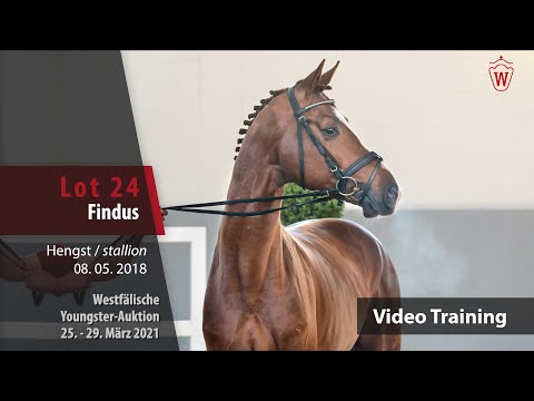 Westf. Youngster-Auktion 25. - 29. März 2021 Trainingsvideo Lot 24 Findus Hengst v.Fidelius-Serafino