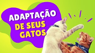 Como ADAPTAR um novo GATO