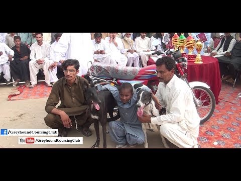 Noor Pur Thal race 4-5-6 November 2017 | greyhound racing 2018