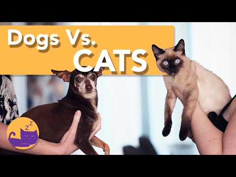 Why Cats Are Smarter Than Dogs - CATS Vs DOGS!