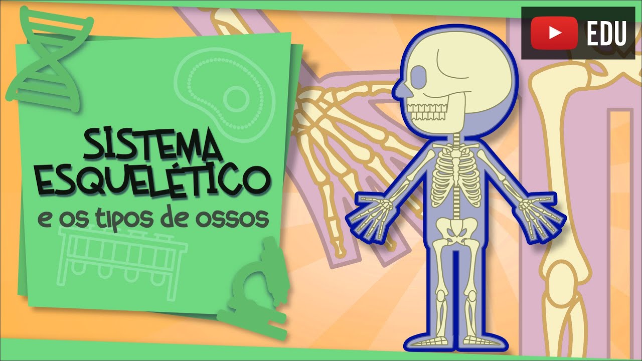 Sistema Esquelético - e os tipos de ossos