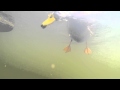 Ducks Underwater Gopro
