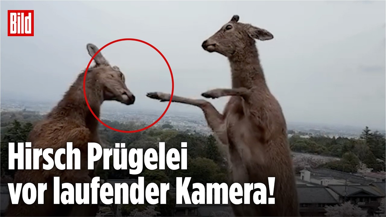 JAPAN: Influencerin filmt wilden Hirsch-Kampf hautnah