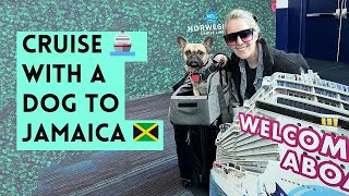 Taking Your Dog to Jamaica by Cruise Ship 🇯🇲: What You Must Know (Part 4)