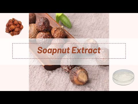 Sapindus Trifoliatus Extract Powder