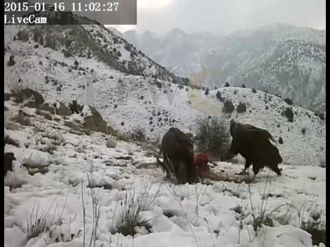 The Golden Eagle vs The Black Vulture FPWC