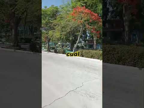 sí eres de bayamo este video es para ti