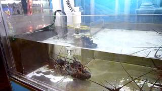 サブマリンキャッチャー　ＨＤ