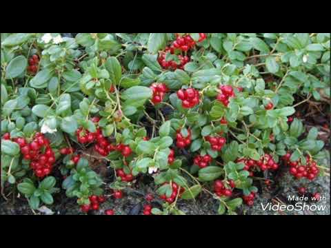 Cramberry (Vaccinium vitis idaea) Merișorul Afine rosii