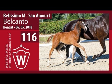 116 Belcanto HF v. Belissimo M -  San Amour I