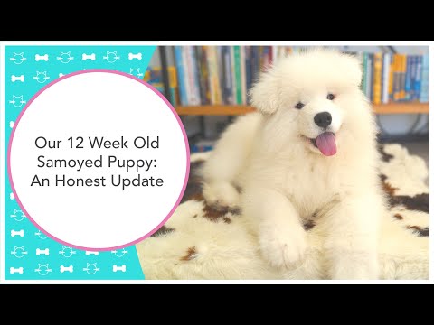 Our 12 Week Old Samoyed Puppy: An Honest Update