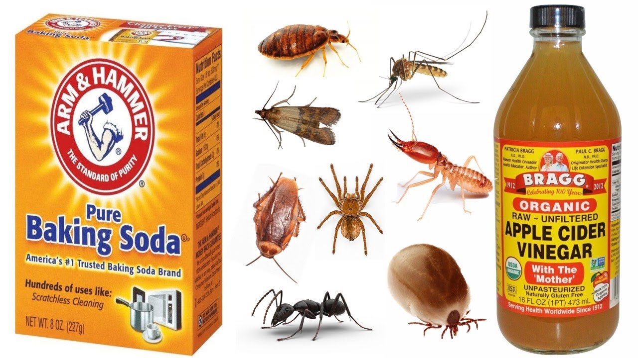 Getting Rid of Pests