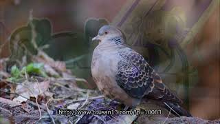 ヤマバト(キジバト)の鳴き真似