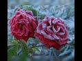 Secret Garden-Make A Wish